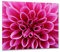 ewaschbaer Herdabdeckplatten Ceranfeldabdeckung Spritzschutz Glas 60x52 Blumen Pink Natur