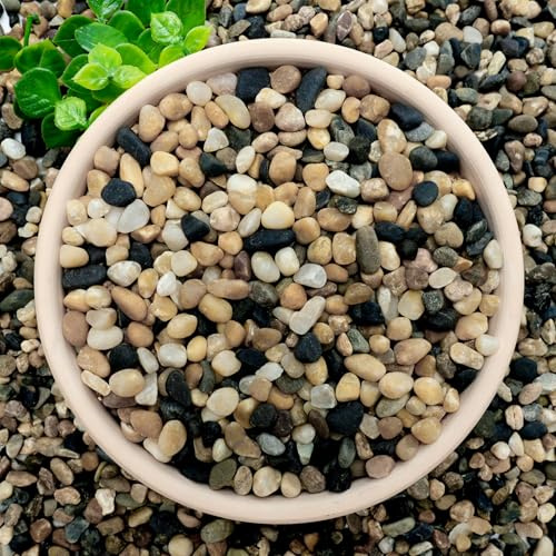 NUPICK 6 lb Aquarium Gravel, 1/4 Ph-Natural Pea Gravel for Fish Tank,Small River Rocks for Plants, Decorative Aquarium Pebbles for Vase Fillers, Landscaping, Succulent, Cactus, Terrarium, Bird Bath