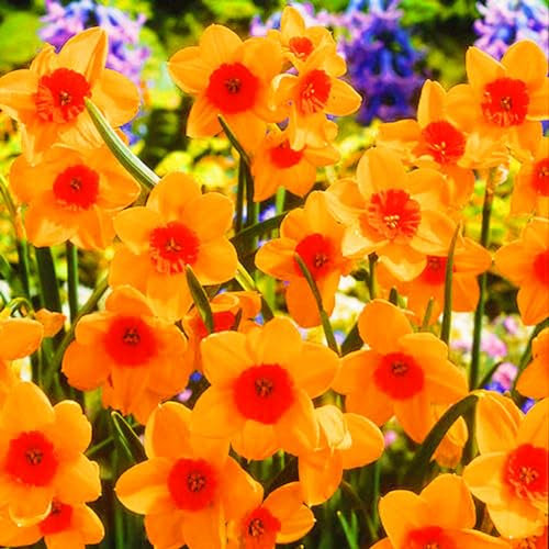 Narzissenzwiebel-Winterhart MehrjäHrig,Narzissen Knollen,Narzissenzwiebel,Narzissen Zwiebeln Winterhart,Gartenblumen-4zwiebeln-b