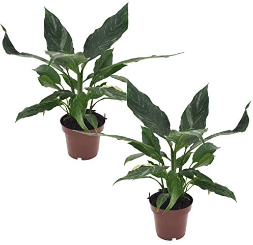 Plant in a Box - Spathiphyllum Diamond - 2er Set - Einblatt - Luftreinigende Zimmerpflanze - Schöne weiße Variation in den Blättern - Topf 12cm - Höhe 40-50cm