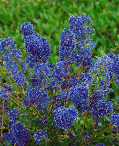 Ceanothus 'Blue Sapphire' 30-40 cm – Winterhart, Immergrün, Pflegeleicht – Säckelblume – Zierstrauch für Garten & Kübel