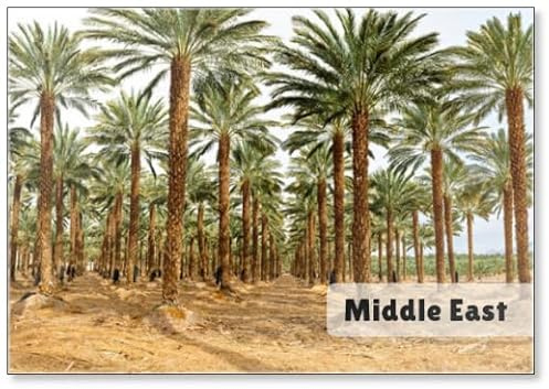 Plantation of Date Palms Intended for Healthy Food Production. Dates Production Is A Rapidly Developing Agriculture Industry in Desert Areas of The Middle East, Design 2, Fridge Magnet