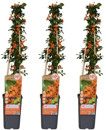 Feuerdorn - Pyracantha 'Soleil d'Or' - ↨65cm - Ø15cm - 3 Stück