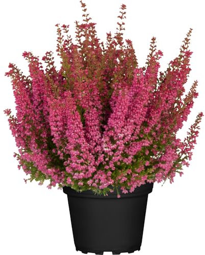 Brezo o Calluna Natural Arbusto de Exterior Resistente y Duradero