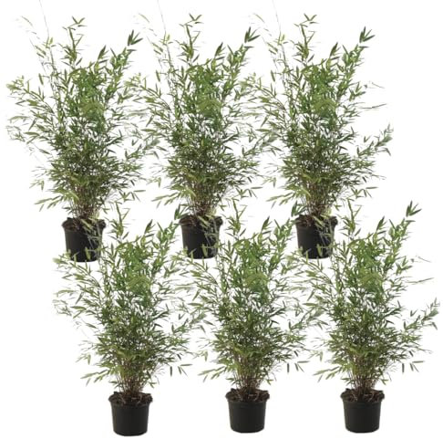 Plant in a Box - Fargesia nitida 'Gansu' - Set de 6 - Bambou sacré - Bambou plante exterieur rustique non traçant - Pot 17cm - Hauteur 50-70cm