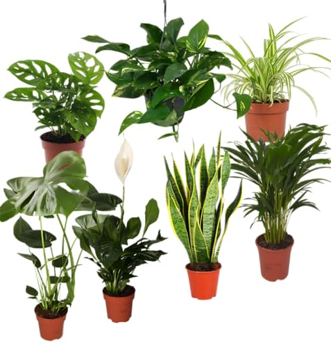 “EasyCare” Pflanzenset | 7er-Set | Monstera, Sansevieria, Efeutute, Grünlilie, Adansonii, Areca, Spathiphyllum | ca. 30-60 cm | Ø 12-15 cm Topf | Pflegeleichte Zimmerpflanzen für Wohnung und Büro
