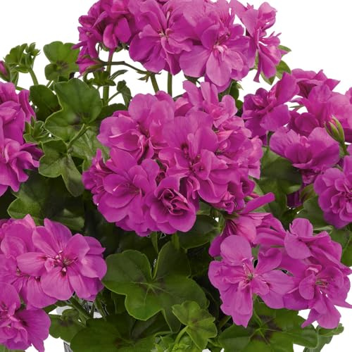 Bedwen Pelargonium 'Sunflair Amy Amethyst' 9cm Plant x2 – Trailing Ivy Leaf Geranium with Violet-Purple Flowers for Sun-Loving Baskets