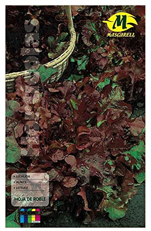 Semillas hortícolas - Lechuga hoja de roble - Mascarell