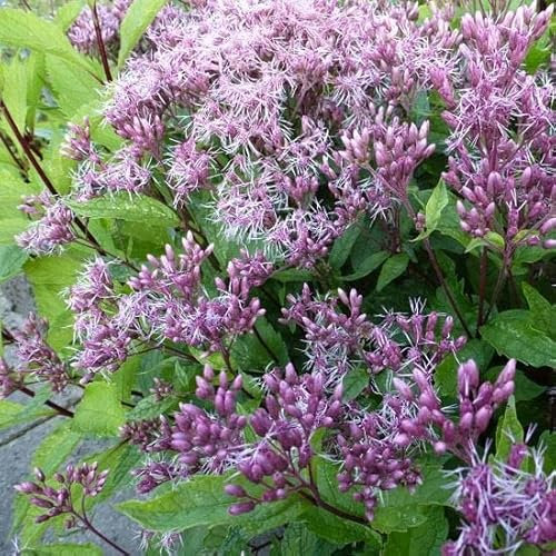 6x Eupatoire maculée ‘Purple Bush’ - Eupatorium maculatum ‘Purple Bush’ - Godet 9x9cm