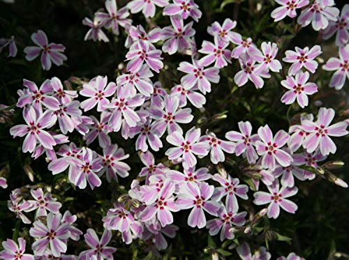 Portal Cool Phlox subulata 'Candy Stripes'