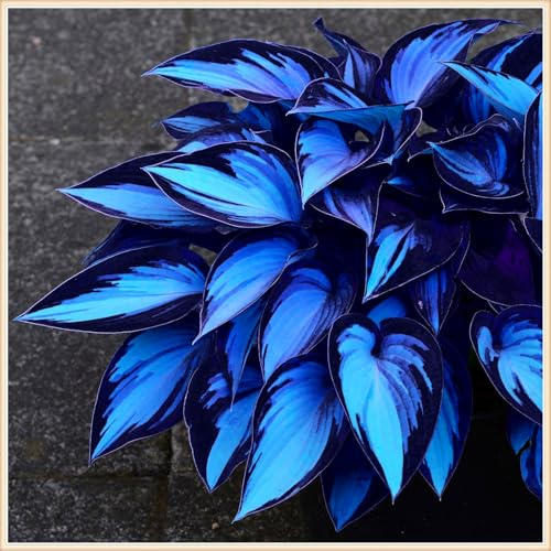 De fácil mantenimiento y gran belleza/Rizoma de hosta/Hosta perenne/Purifica el aire/Resistente a las heladas y al calor-6 piece-B