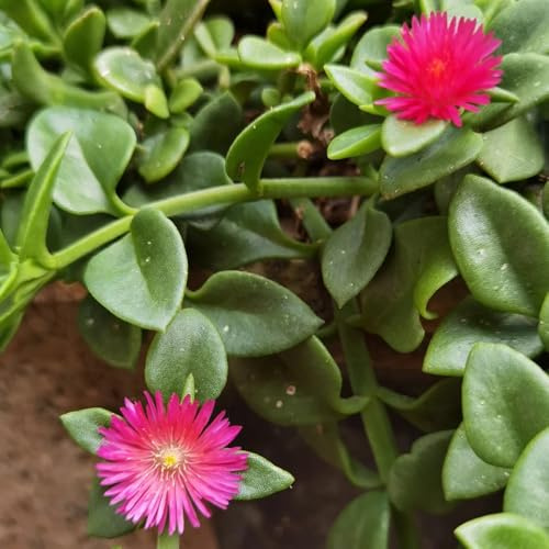Semi di Atenia cordifolia, semi di campo esotici rare semi di varietà antiche 80pcs