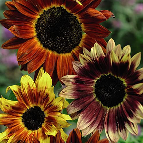 Sunflower Helianthus annuus Seeds 'Harlequin' F1 Hybrid Hardy Annual Bi-Coloured Blooms Pollen-Free Easy to Grow Your Own Garden Flowers 1x Packet (Approx. 20 Seeds) by Thompson and Morgan