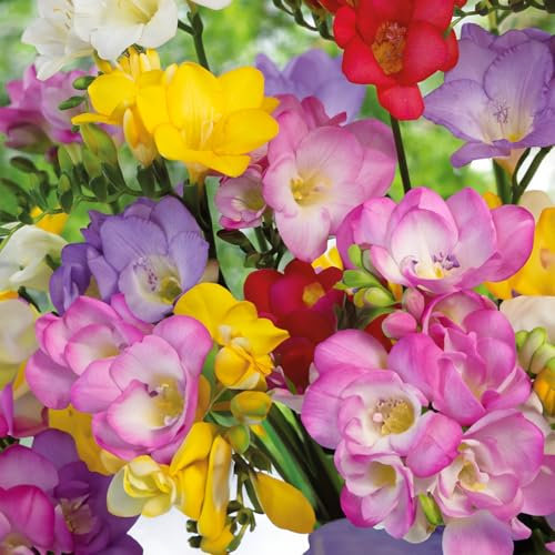 30 bulbes de Freesia en mélange | Circonférence 5/6 cm | Provenance des meilleurs producteurs néerlandais | Sélection exclusive et contrôle de qualité | Floraison garantie dès la première année