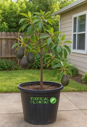 HASS Avocado Tree - Live Big Fruit Tree 12-24 Tropical Plantae