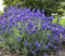 Semi di fiori di lavanda 90 pezzi Lavanda