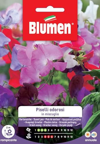 SEMI PISELLO ODOROSO MIX BLUMEN