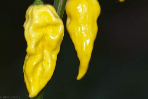 seedsown Calendula Français Sparky Marigold Mix - 400 graines