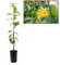 Limonero Mano de Buda - Plantón de 1 metro - PLANTA VIVA - maceta Ø17cm (1 unidad)