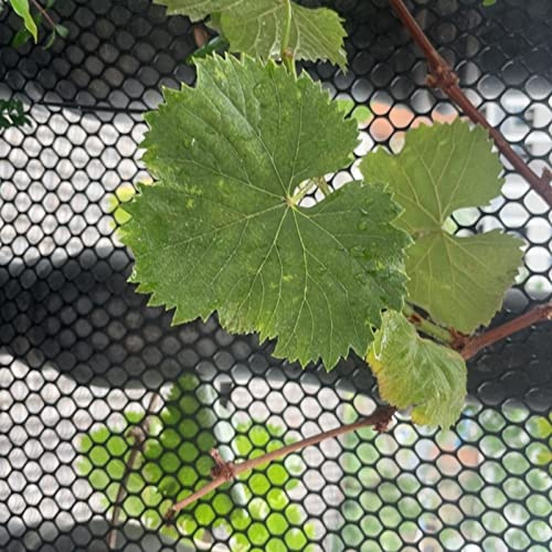 Plast hönstråd staket nät 5/10/15/20/25/30/50 m – svart fjäderfä trädgårdsstaket tråd – kyckling trådram för hantverk, blommönster nät (storlek: 1 x 5 m (3,2 x 16 fot))