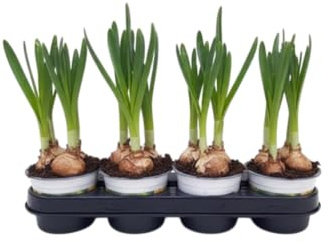 Set DECOALIVE 4 Narcisos Bulbos Resistentes con Floración Abundante y Toque Primaveral