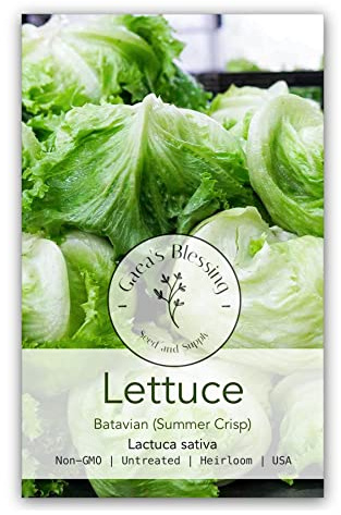 Gaea's Blessing Seeds - Lettuce Seeds (2000 Seeds) Iceberg Batavian Non-GMO Seeds with Easy to Follow Planting Instructions - Heirloom 91% Germination Rate Net Wt. 2.5g
