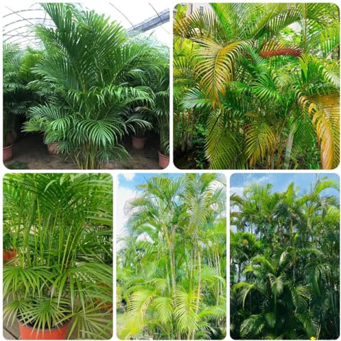 goldfruchtpalme samen - dypsis lutescens - steingartenpflanzen winterhart winterharte pflanzen für garten zimmerpflanzen samen wohnzimmer pflanzen pflanzen deko deko wohnzimmer 45pcs