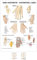 Sport-Tec Hand-Akupunktur Mini-Poster Anatomie 34x24 cm medizinische Lehrmittel
