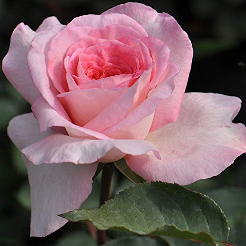 Heirloom Hybrid Tea Roses, Live Own Root Plant for Outdoor Garden, Sunbelt® Savannah, Very Fragrant, Hardiness Zones: 6-9, Continual Blooming