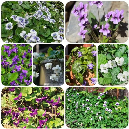 duftveilchen mehrjährig bio balkon blumendeko gartenblumen 200samen