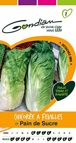 Gondian 151730 Semences-Chicoree A Feuilles Pain de Sucre-CP 1, Vert, 1x8.1x16 cm