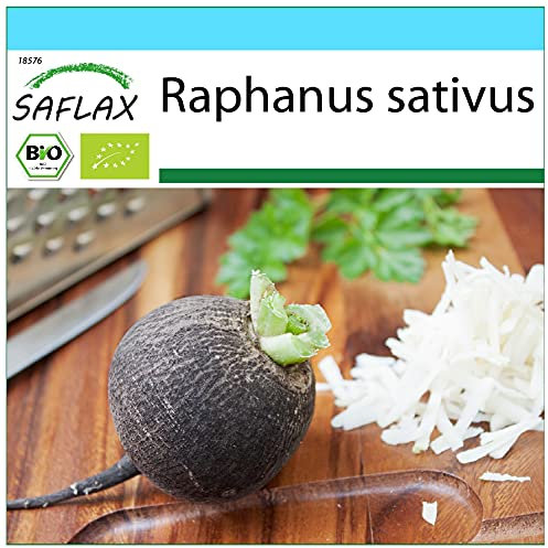 SAFLAX - Set regalo - Ecológico - Rábano - Español Negro - 100 semillas - Con caja regalo/envío, etiqueta para envío, tarjeta de felicitación y sustrato de cultivo - Raphanus sativus