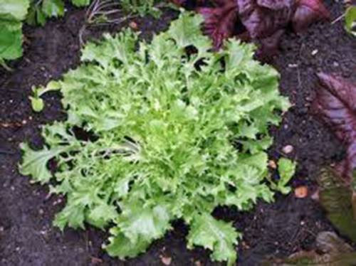 SEMI DI LATTUGA Indivia BROADLEAF Bataver SEMI BIOLOGICI NON OGM DI ANTICHITÀ Confezione da 100 semi