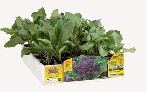 Orto Mio Piantine di Ortaggi, Pack Cubettato per Coltivazione Domestica, Varietà Multiple (Cavolo broccolo 6 piante in pack H06E Tyrian Purple F1 VIOLETTO)