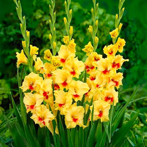 GLADIOLUS Lökar | Lökar från de bästa nederländska odlarna | Exklusivt urval och kvalitetskontroll | Garanterad blomning från första året (10 Gladiolus JESTER)