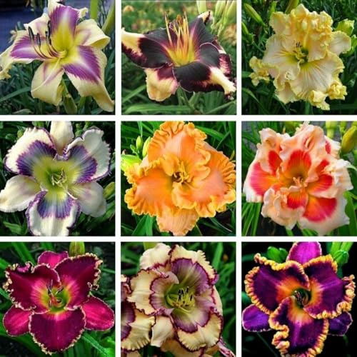 Rizomas de hemerocallis -/ Ideales para arreglos de jardín/Los pétalos vienen en una variedad de colores ///- (NVNJHJN).-3 Rizomas-A