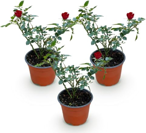 The Fairy Rustic Rosier för trädgård, röd, set om 3, kruka 12 cm