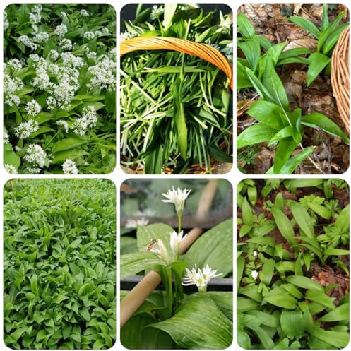 semillas de ajo silvestre organicas - jardín raras Balcón lecho elevado Cama 350pcs