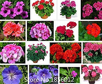 100 Stück Geraniensamen im Topf, Balkonpflanzung, Jahreszeiten, Pelargonie im Topf, sprießend, 95% gemischte Farbblumensamen, Bonsai-Pflanze