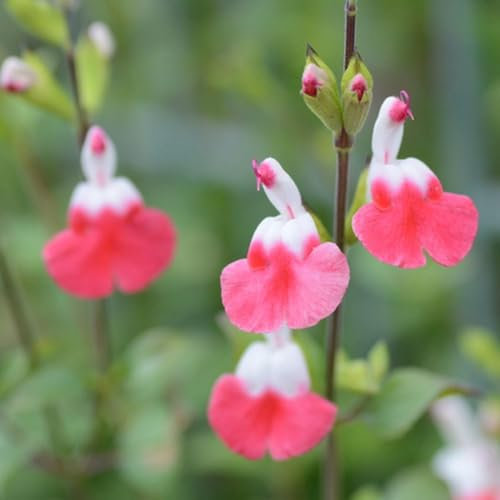 salbeisamen mehrjährig winterhart, winterharte pflanzen für balkon, pflanzendeko stauden exotische pflanzen blumensaat winterharte kübelpflanzen dachbegrünung samen 500pcs