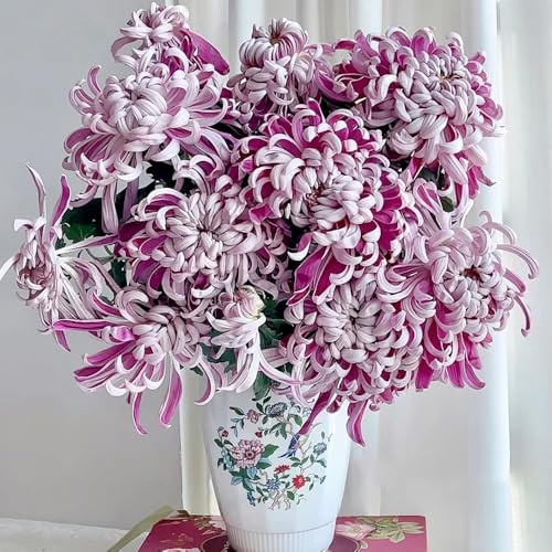 Chrysanthemen - blumenwiese balkongewächshäuser zimmerpflanzen wildblumen balkonpflanzen exotische pflanzensamen seltene 80Samen