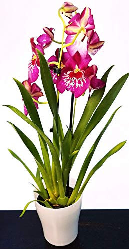 POWERS TO FLOWERS - MILTONIA VIOLA, ORCHIDEA IN VASO CERAMICA BIANCO, pianta vera