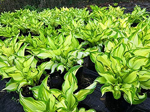 Hosta pflanze winterhart,hosta pflanze winterhart，Entfalten-1,10Bulbis