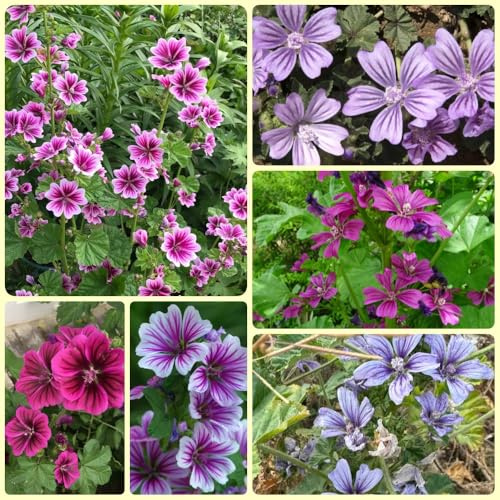 Semillas de malva, Semillas de Malva Silvestre, Malva Sylvestris, exóticas Las perennes son perennes 800pcs