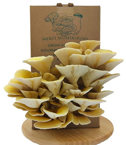 Merit Mushrooms - Large Yellow Oyster Mushroom Growing Kit | Ready-to-Grow | Cut and Spray | Mushrooms in as Little as 2 Weeks | Grow Your Own Mushrooms