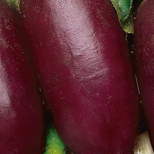 WegAna Graines de betterave rouge 10g, Betterave, Graines de légumes robustes, Graines de légumes, Graines de culture, Graines pour la serre