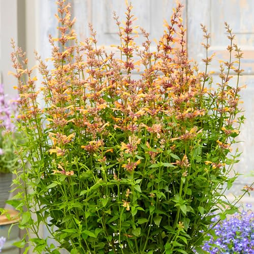 Agastache Mango Tango Plantes Prêtes pour le Jardin Extérieur Plante Vivace Rustique en Pot