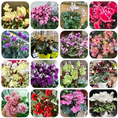 semi resistenti di ciclamino semi di balcone perenni resistenti ciclamino biologici per aiuola all'esterno selvatici da balcone primaverile, 500pcs