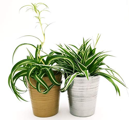 POWERS TO FLOWERS - CHLOROPHYTUM, FALANGIO 2 PIANTE, VARIETA' BONNIE e OCEAN IN VASO CERAMICA ORO e ARGENTO, vaso 12cm, piante vere