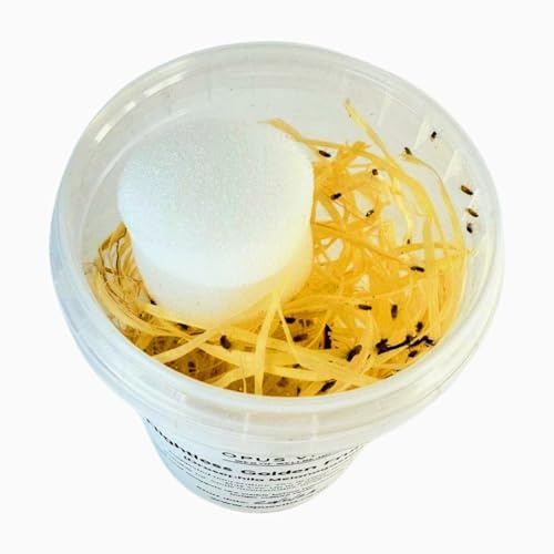 Flightless Golden Fruit Flies, Drosophila Melanogaster, Live Food Culture for Small Invertebrates, 2.5mm - Opus Vita (Fresh Culture)
